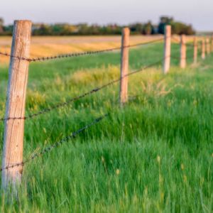 Piquet acacia rond pelé
