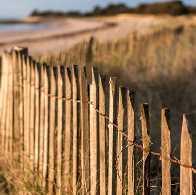 Ganivelle de châtaignier