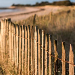 Ganivelle de châtaignier