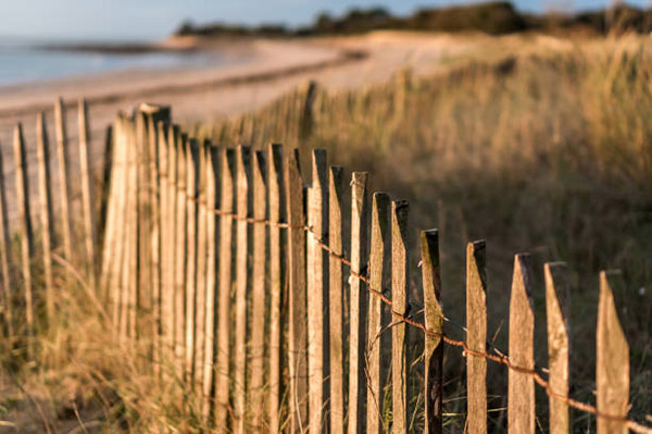 Ganivelle de châtaignier