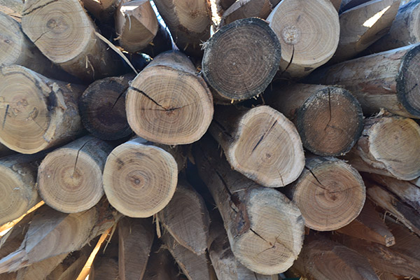 Piquet acacia rond pelé