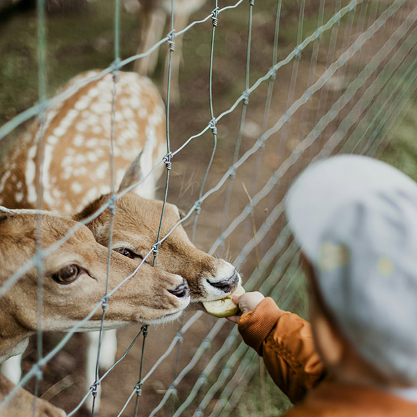 Grillage noué léger