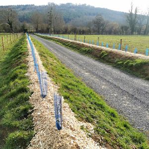 Plaquette de peuplier