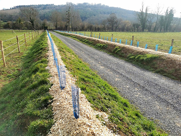 Plaquette de peuplier